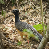 Bare-faced Curassow